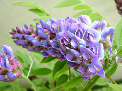 glycine naine